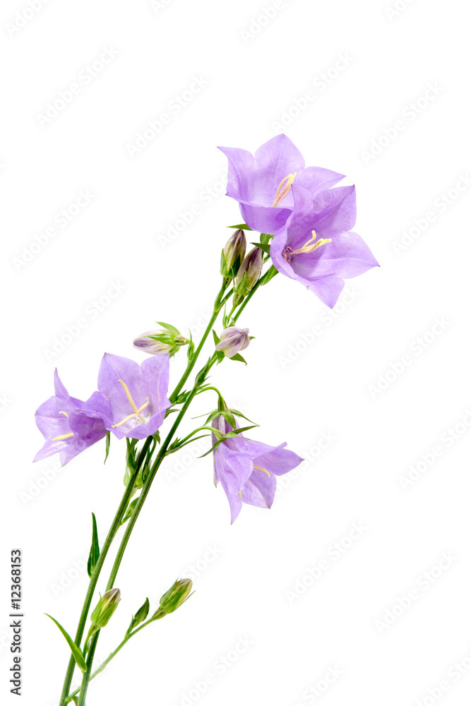 Bouquet of hand bells Bouquet of hand bells