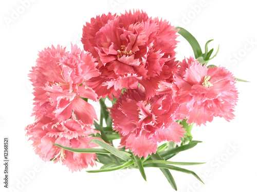 flower posy of carnations