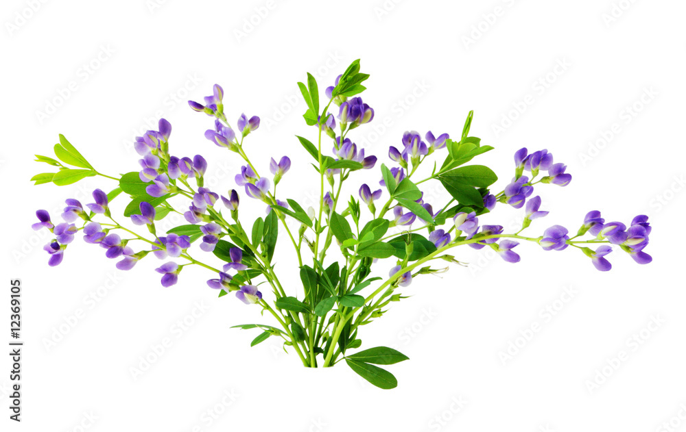 custom made wallpaper toronto digitalBaptisia flowers isolated on white background