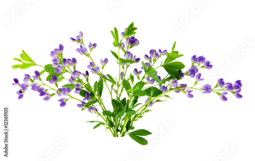 Wallpaper Mural Baptisia flowers isolated on white background Torontodigital.ca
