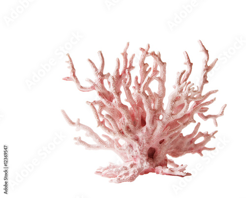 Obraz na płótnie Coral