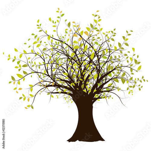 vecteur série, arbre vectoriel fond blanc - green tree on white