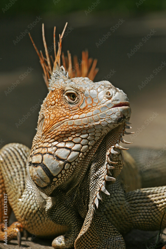 Fototapeta premium Leguan