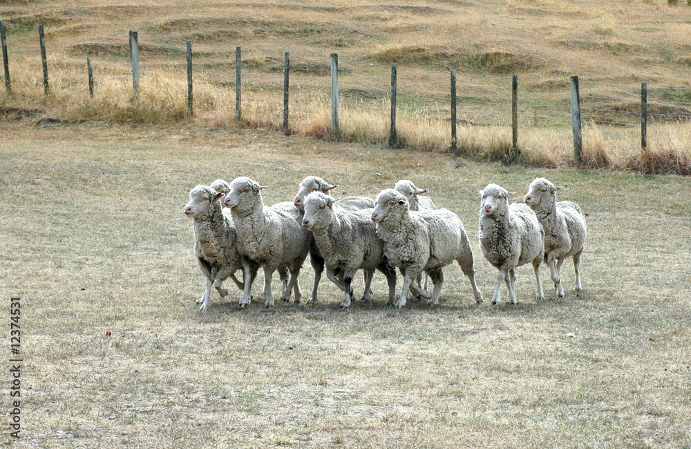 Obraz premium sheep on dried up pasture