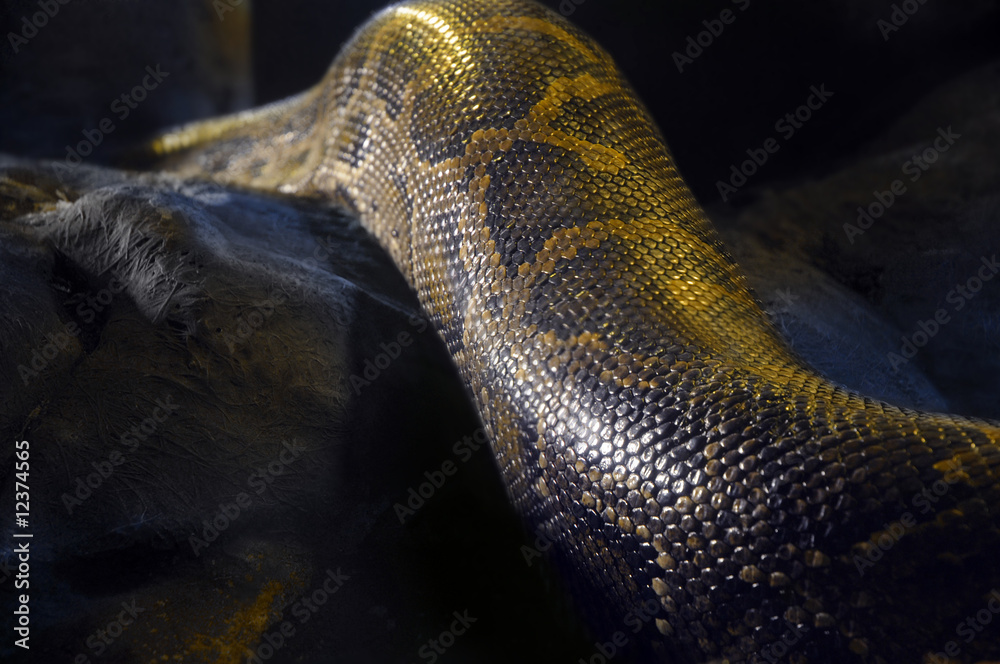 Fototapeta premium serpent