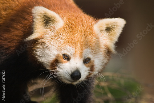 Red panda or firefox