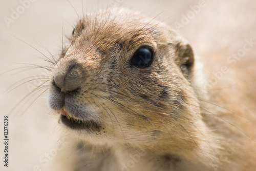 Prairie dog portrait