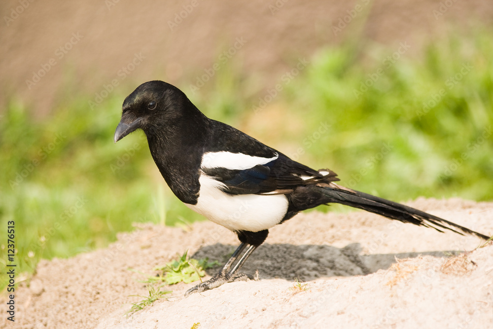 Common Magpie or European Magpie Common Magpie or European Magpie