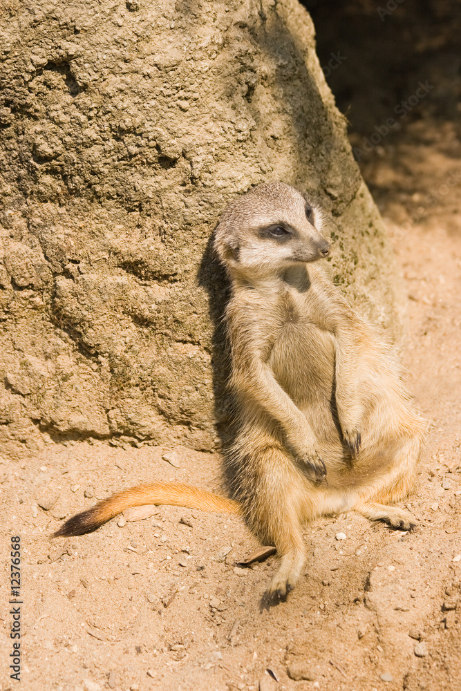 Fototapeta premium Meerkat or mongoose