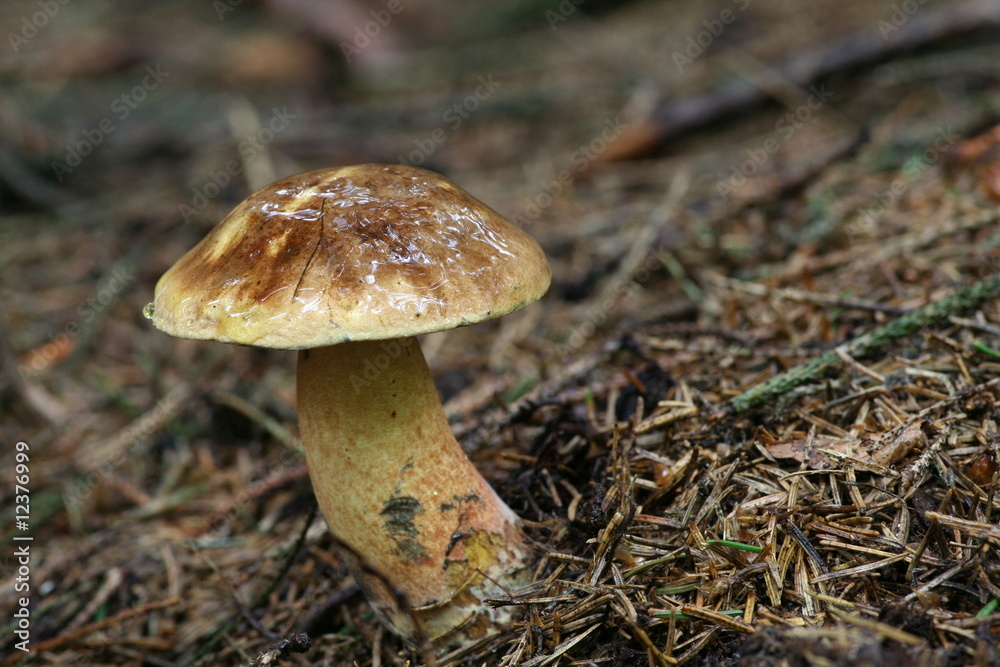 Flockenstieliger Hexenröhrling Flockenstieliger Hexenröhrling