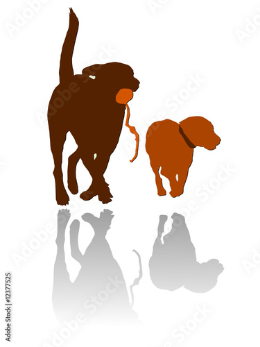 Spielende Hunde