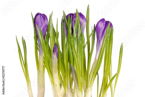 Crocuses