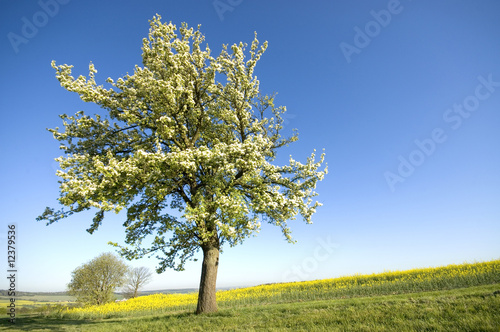 Photos poirier en fleur
