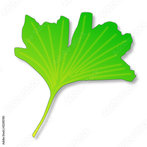 Ginkgoblatt mit Schatten, grobe Zeichnung