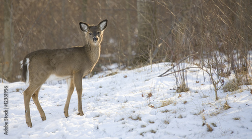 cold yearling
