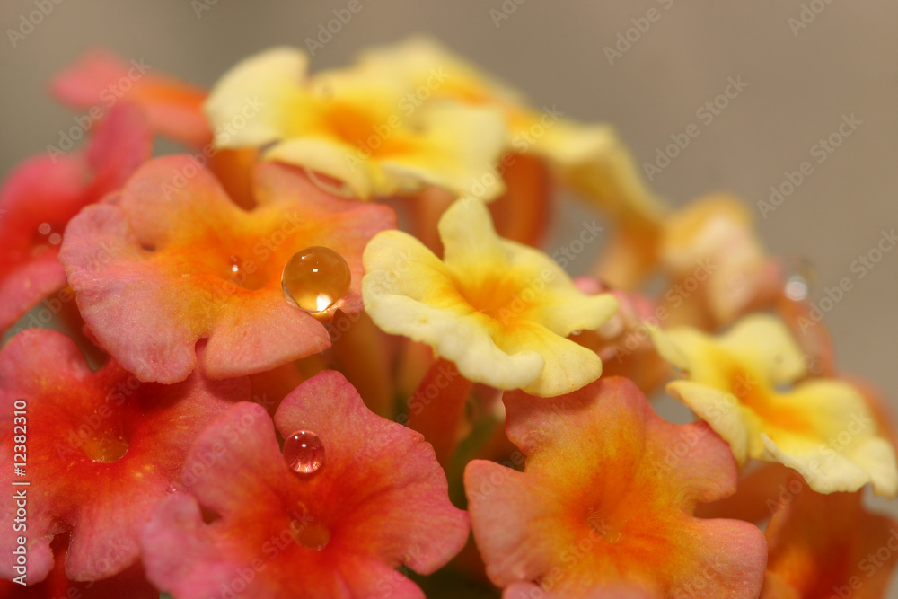 Fototapeta premium Small flowers with water drops