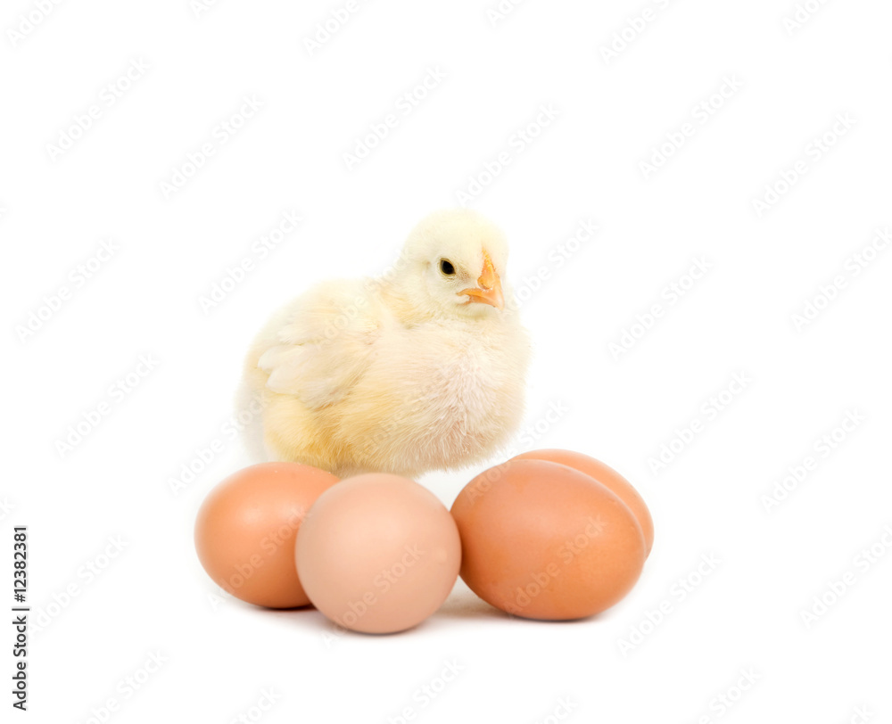Baby chick and brown eggs Baby chick and brown eggs