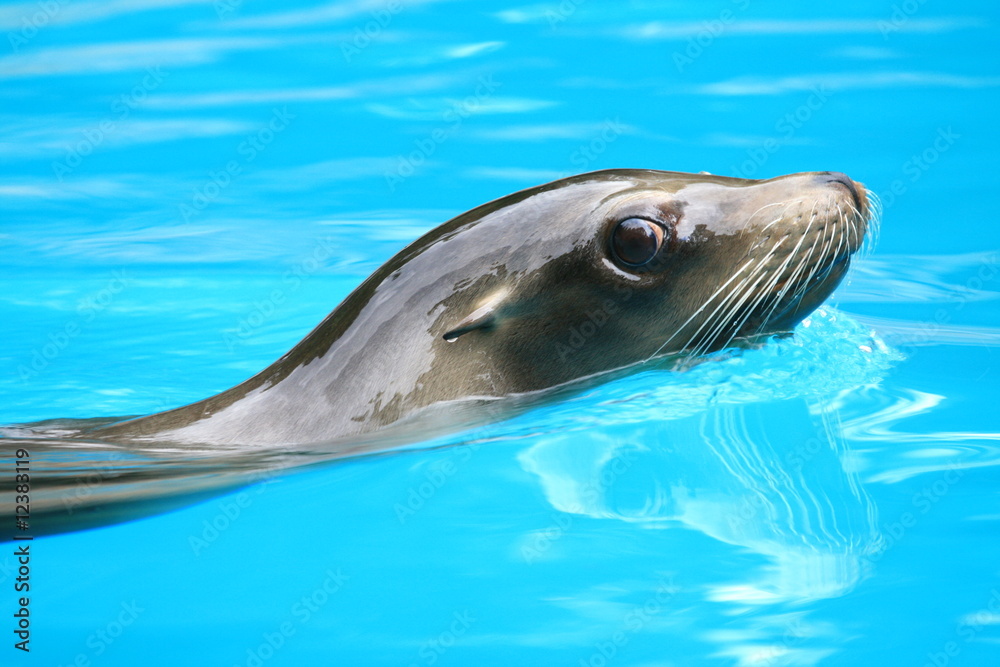 Fototapeta premium Ohrenrobben (Otariidae)