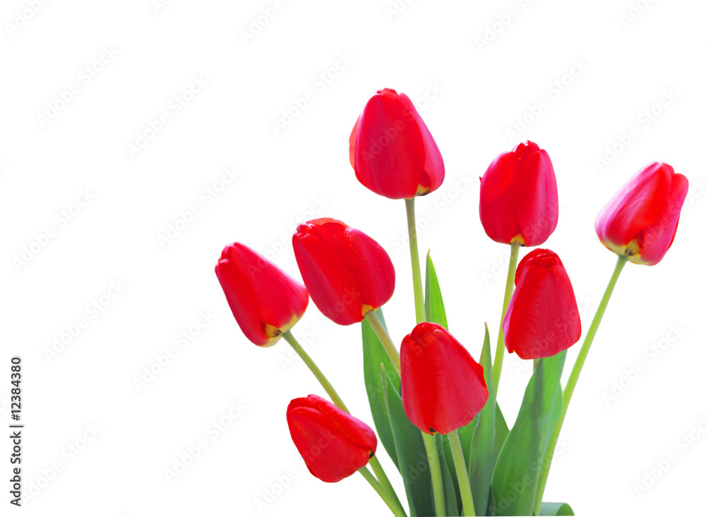 Red Tulips