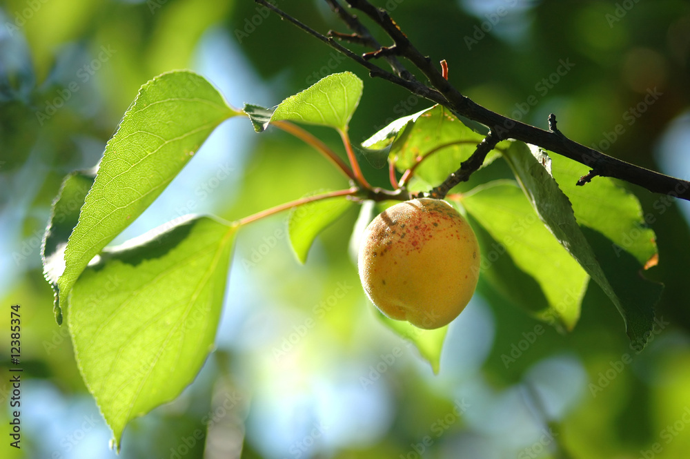 Fresh Apricot Fresh Apricot