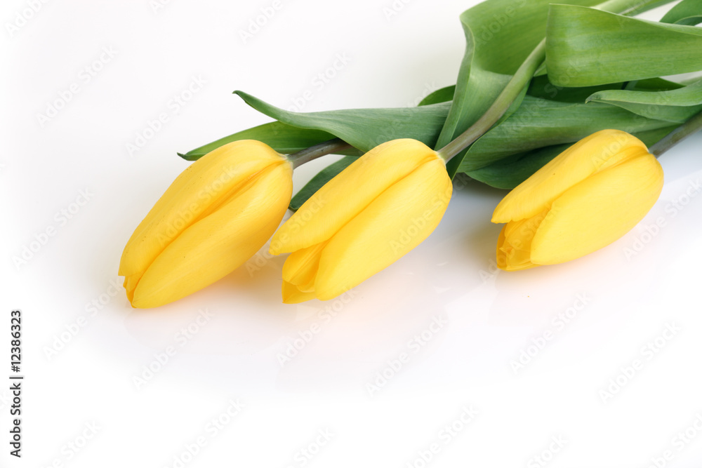 Obraz premium Spring Flowers Tulips