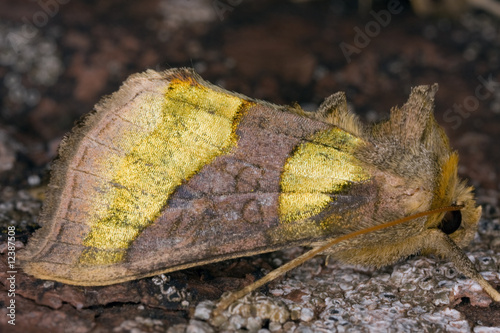 Burnished Brass