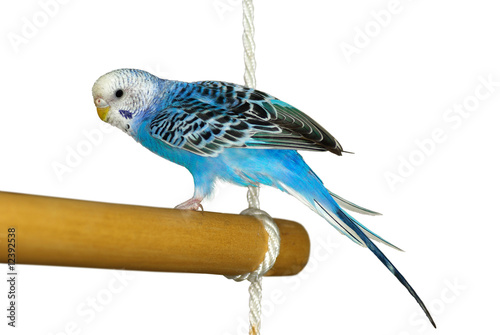 parrot