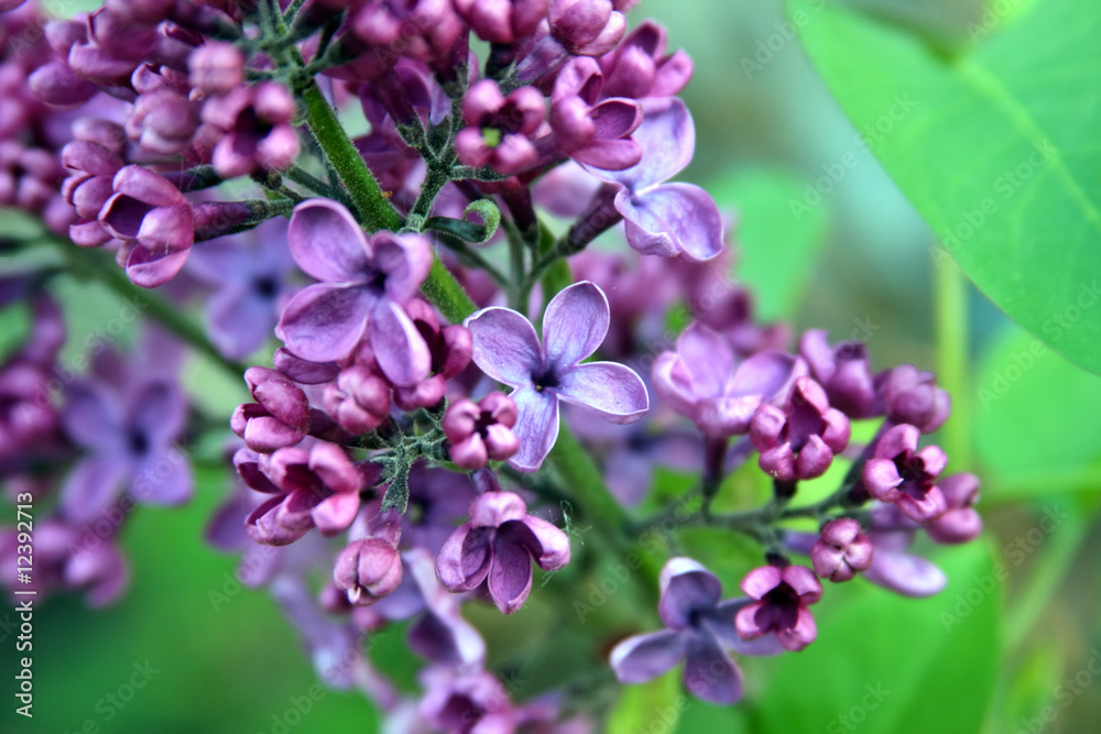 lilac tree lilac tree