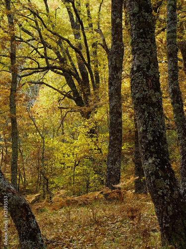 La Acebeda, Madrid, España