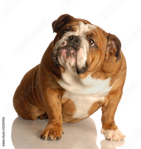 english bulldog sitting looking up with guilty expression photo