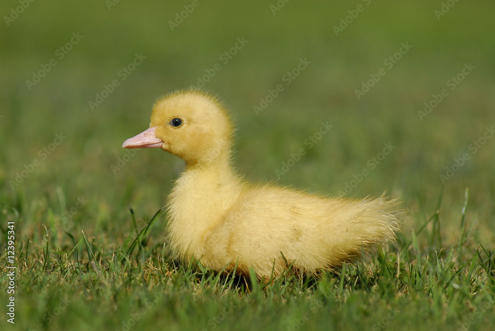 Baby duck Baby duck