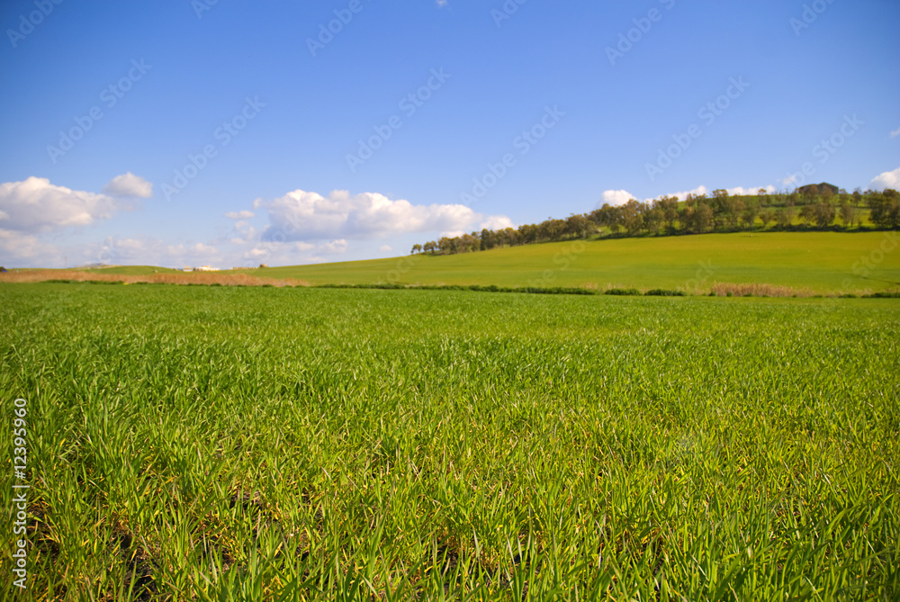 Fototapeta premium Grassland landscape