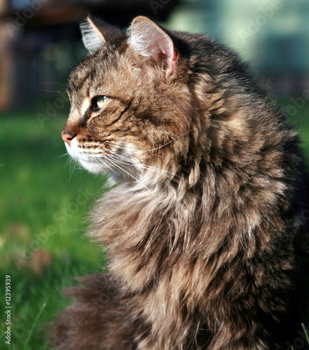 Young Cat, Watching