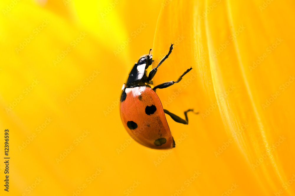 Obraz premium Marienkaefer