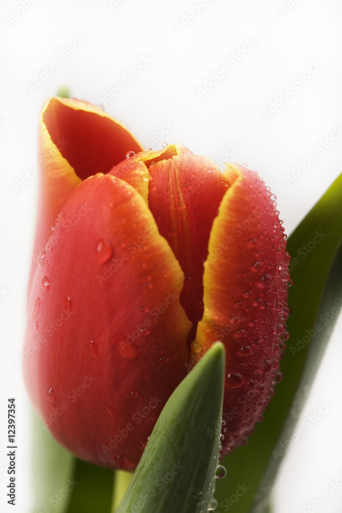 Naklejka premium Tulips damp morning