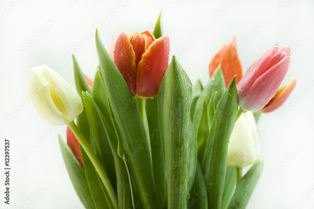 Naklejka premium Spring bouquet