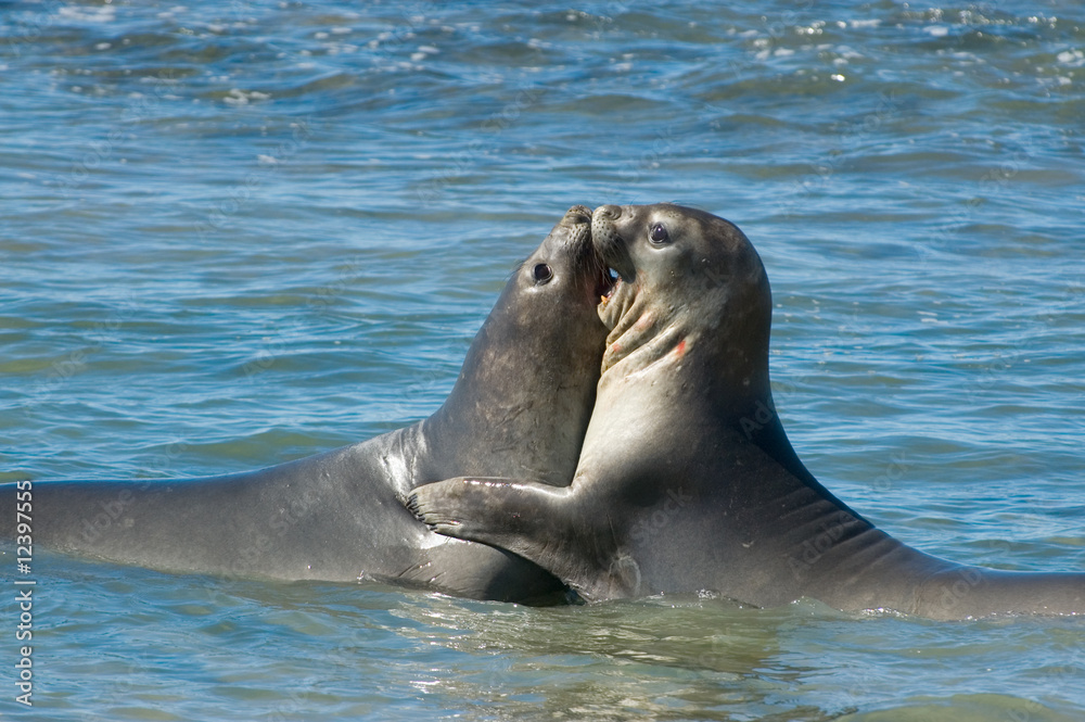 Naklejka premium Elephant seal in Peninsula Valdes, Patagonia.