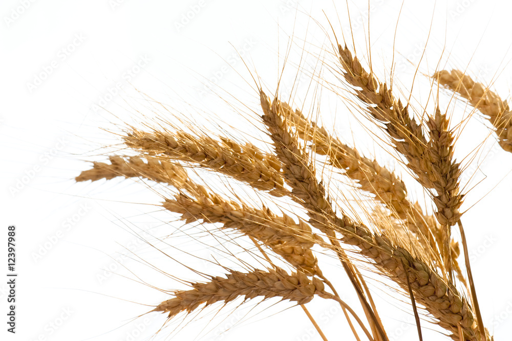 Wheat Wheat