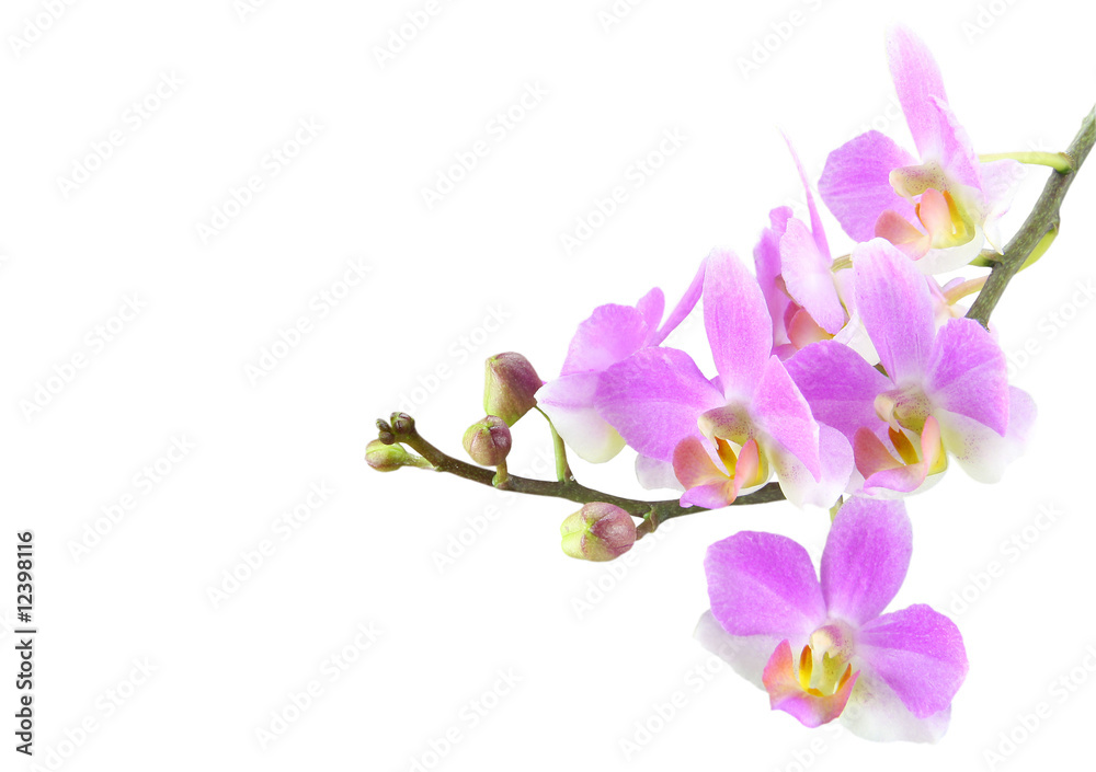 Orchidee