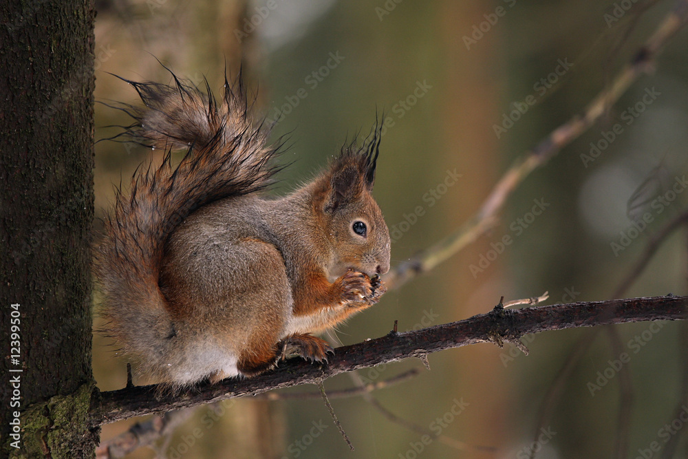 Squirrel sitting on a tree trunk. Squirrel sitting on a tree trunk.