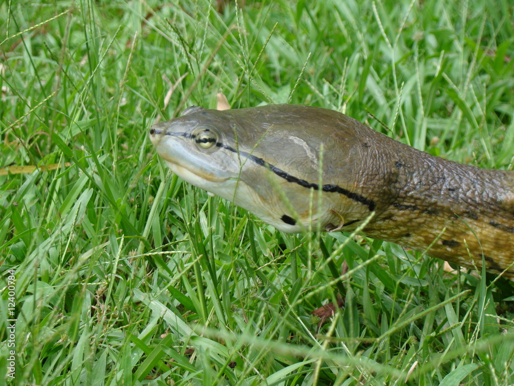 Fototapeta premium Tartaruga