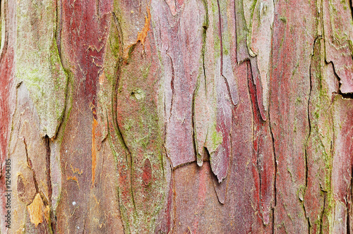 Fototapeta Natural yew tree bark abstract background