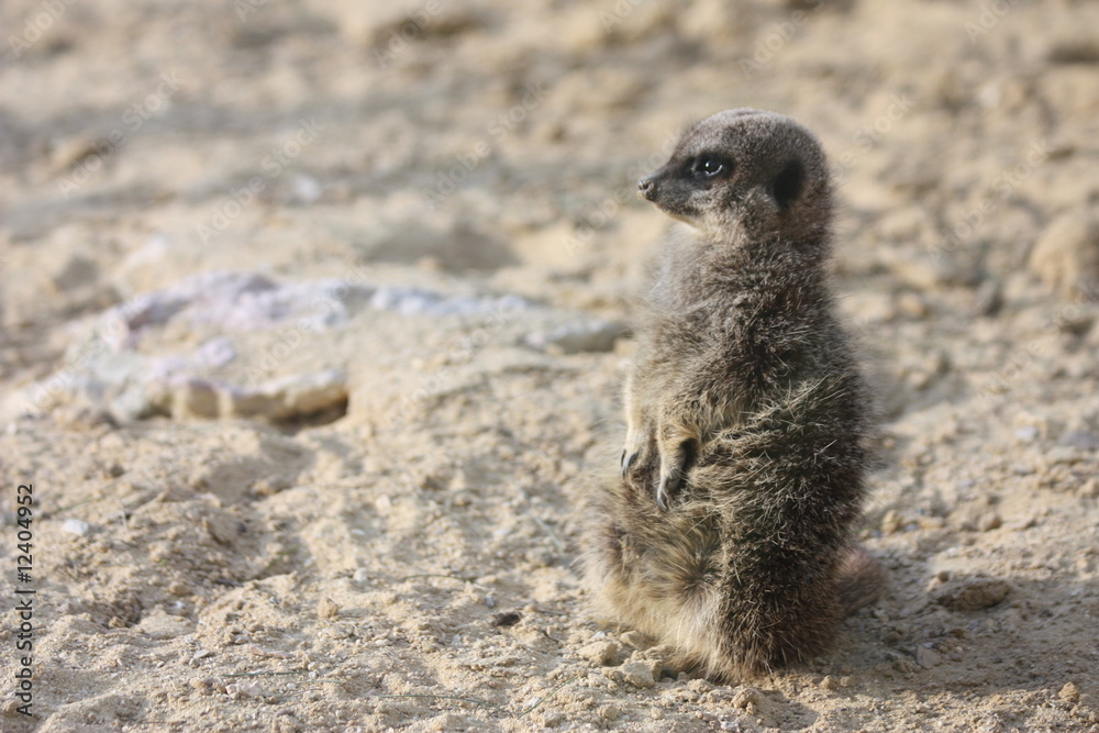Fototapeta premium Suricate