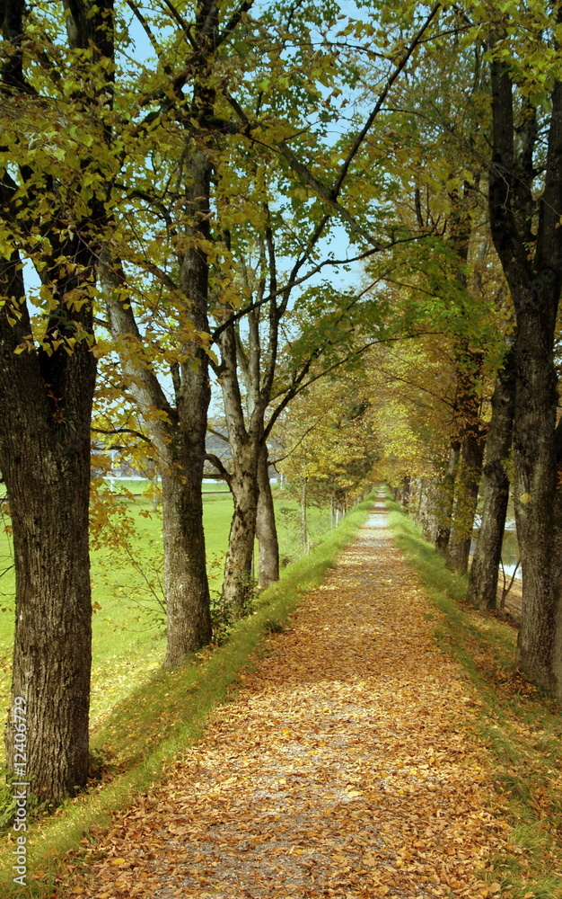 Fototapeta premium allée