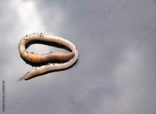 Slika na platnu The worm turns!