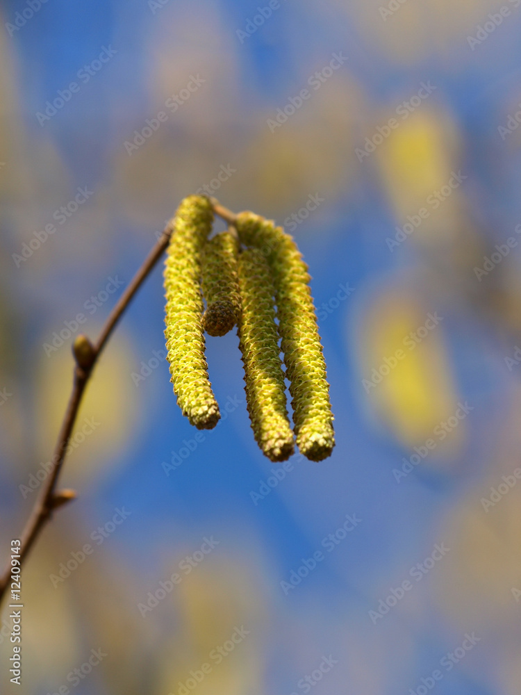 Naklejka premium Weidenkätzchen