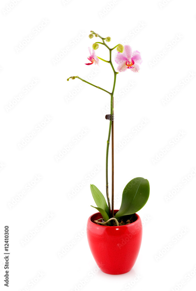 Orchid Orchid