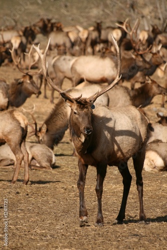 Elk Herd