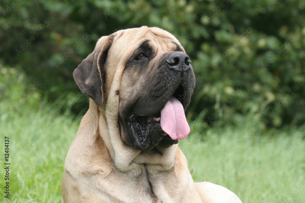 Portrait du Mastiff sable adulte tirant la langue