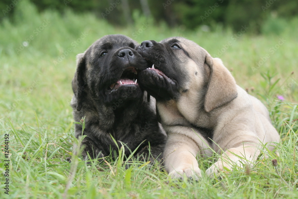 deux chiots Mastiff couchés jouent dans l'herbe côte à côte deux chiots Mastiff couchés jouent dans l'herbe côte à côte